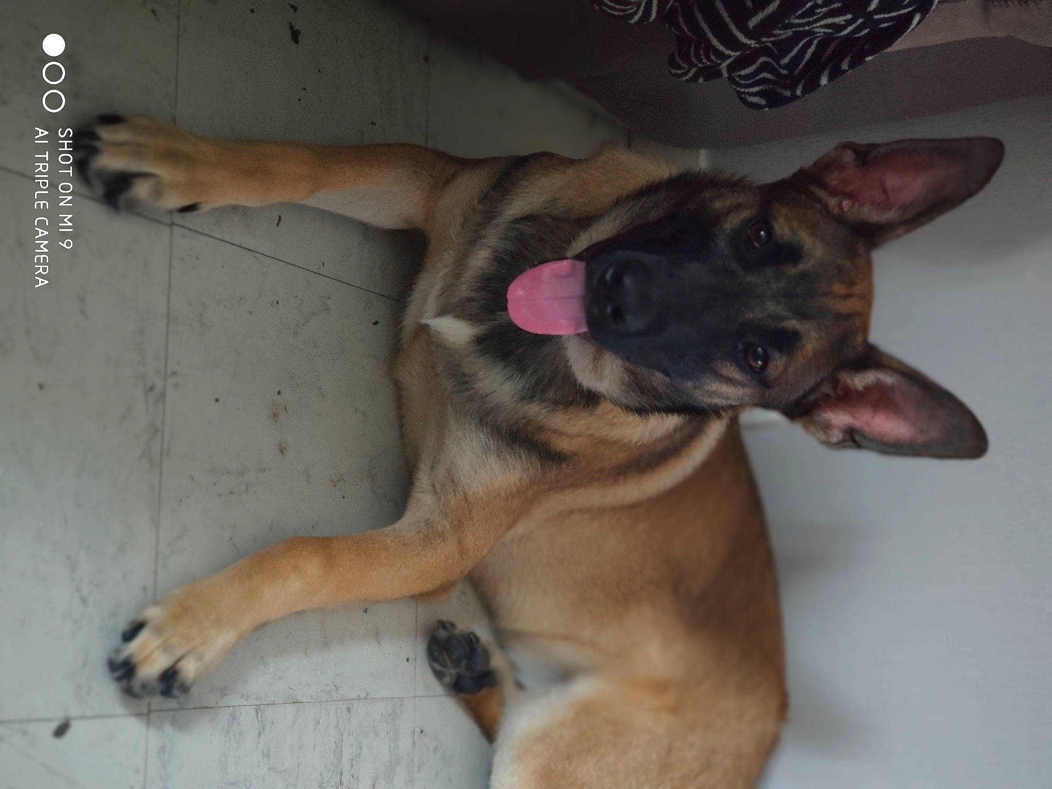 Zack participe au concours pour gagner de l'argent avec cette photo : aspin, belgian_shepherd_malinois, canidae, carnivore, dog, dog_breed, fawn, german_shepherd_dog, mammal, puppy, snout, street_dog, vertebrate