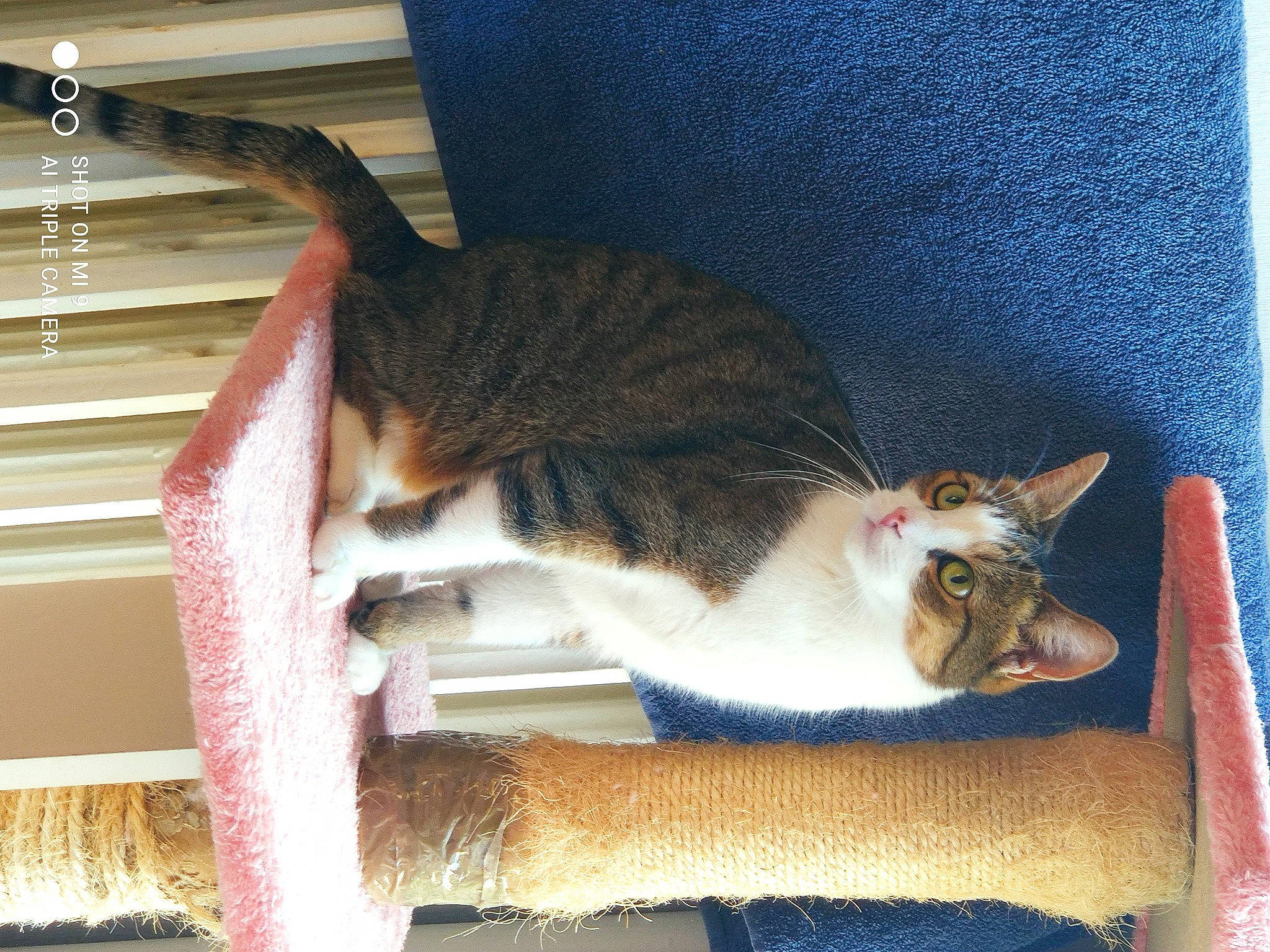 Chipie participe au concours pour gagner de l'argent avec cette photo : carnivore, cat, cat_supply, claw, comfort, domestic_short_haired_cat, eye, fawn, felidae, fur, lap, paw, pet_supply, small_to_medium_sized_cats, snout, tail, whiskers