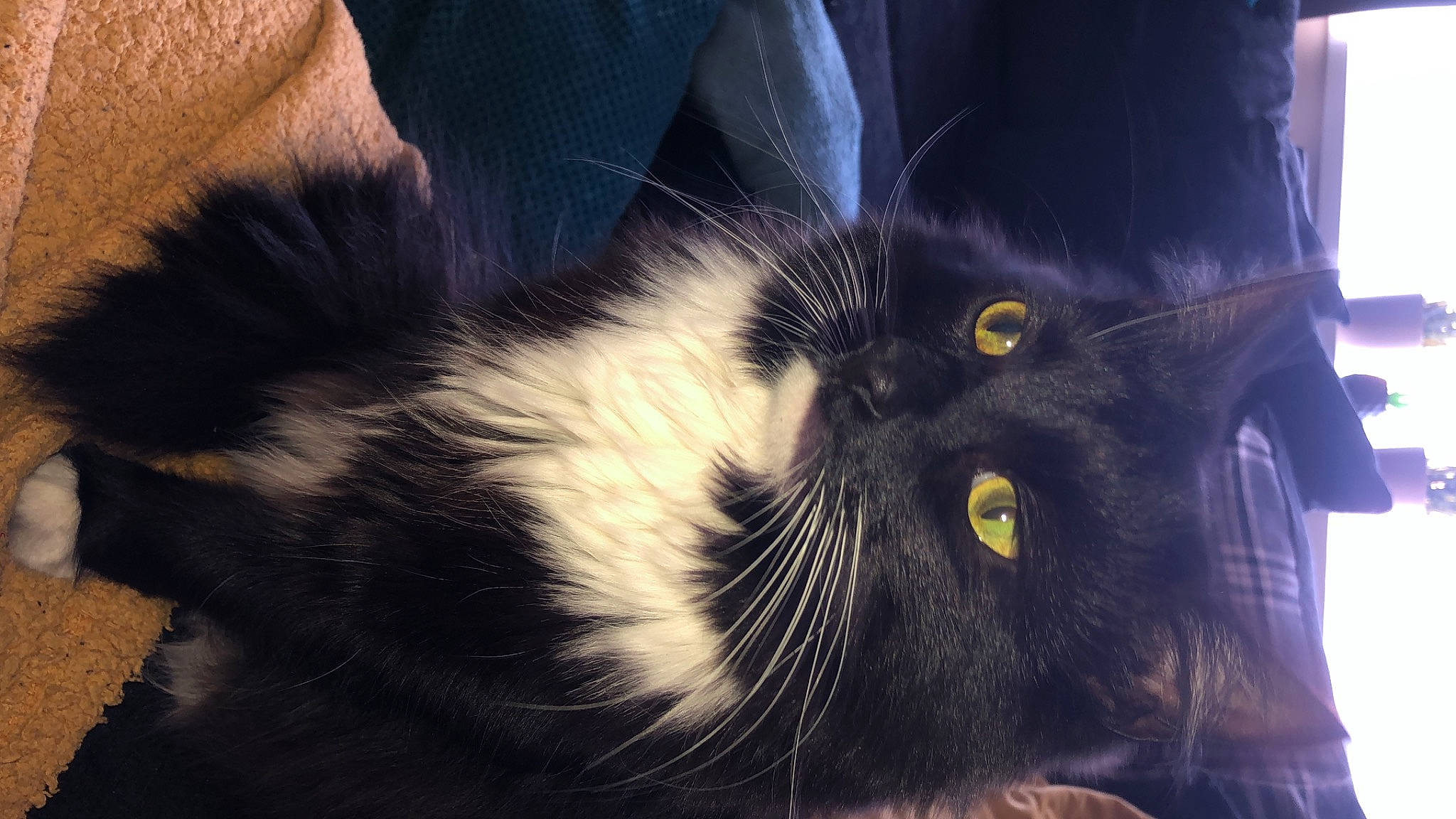 Oreo joined the competition — help win amazing prizes! black_cat, carnivore, cat, claw, comfort, domestic_short_haired_cat, ear, electric_blue, felidae, fur, paw, small_to_medium_sized_cats, snout, tail, terrestrial_animal, whiskers