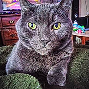 Saturn is registered to the contest to win money with this photo: cat, gray_cat, indoor, pet, animal, feline, yellow_eyes, close_up, green_surface, furniture, television, wooden_drawer, cozy, portrait, whiskers, cute, domestic_animal, relaxed, home, background