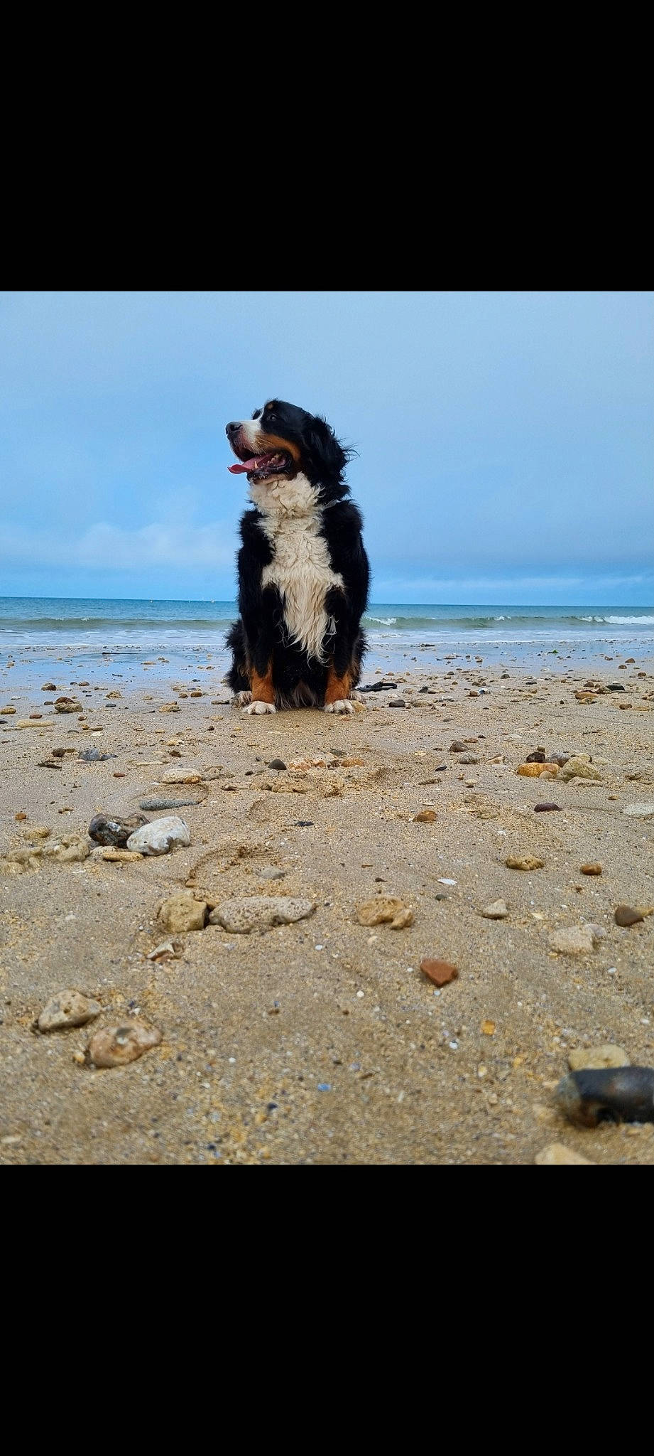 Lylou participe au concours pour gagner de l'argent avec cette photo : beach, carnivore, cloud, coast, coastal_and_oceanic_landforms, companion_dog, dog, dog_breed, herding_dog, horizon, landscape, liquid, ocean, rock, shore, sky, sporting_group, water, wave, wind_wave