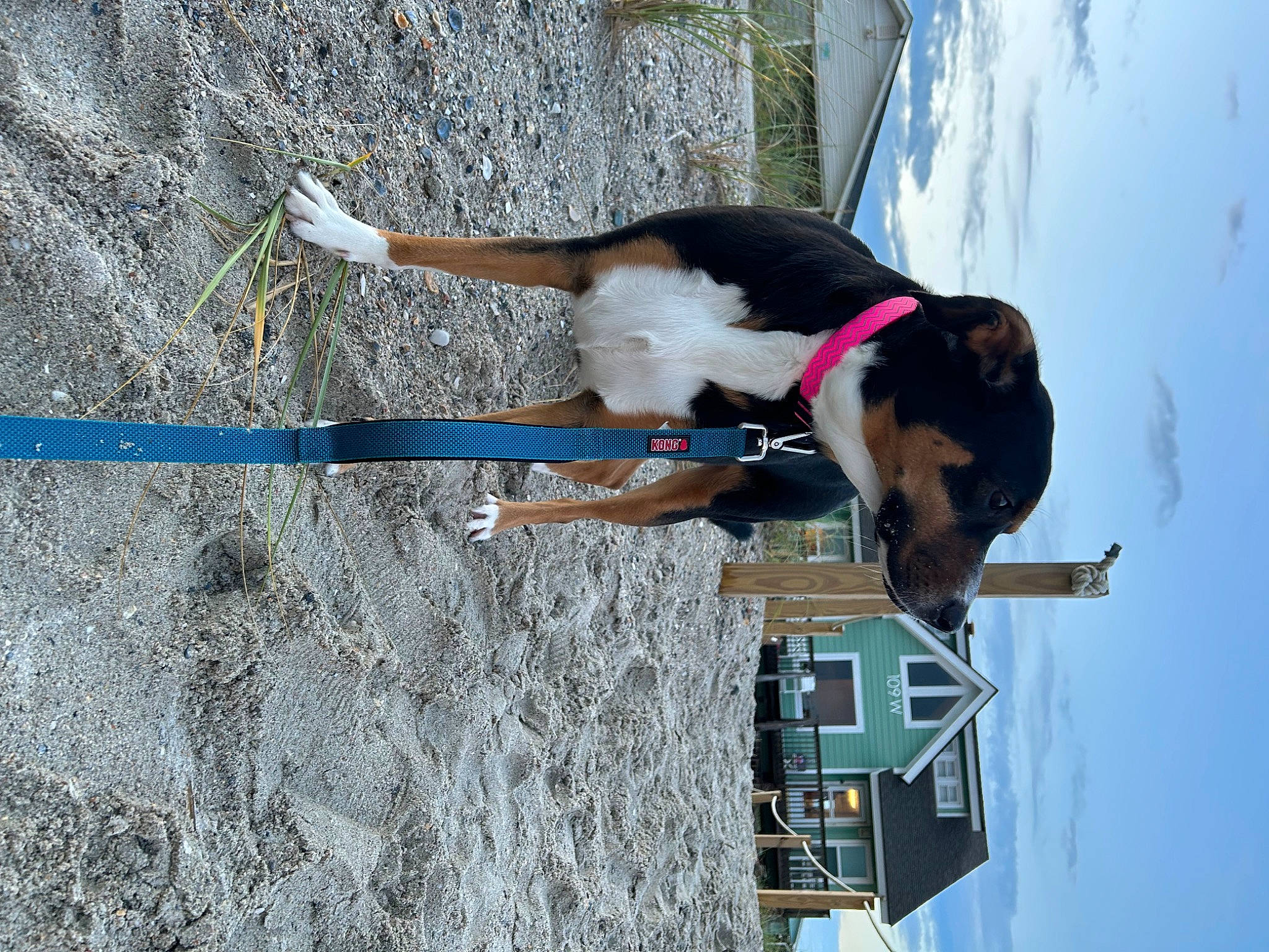 Mya joined the competition — help win amazing prizes! adventure, canidae, carnivore, collar, dog, dog_breed, fun, leash, leisure, pet_supply, recreation, sky, tail, tree, water, window