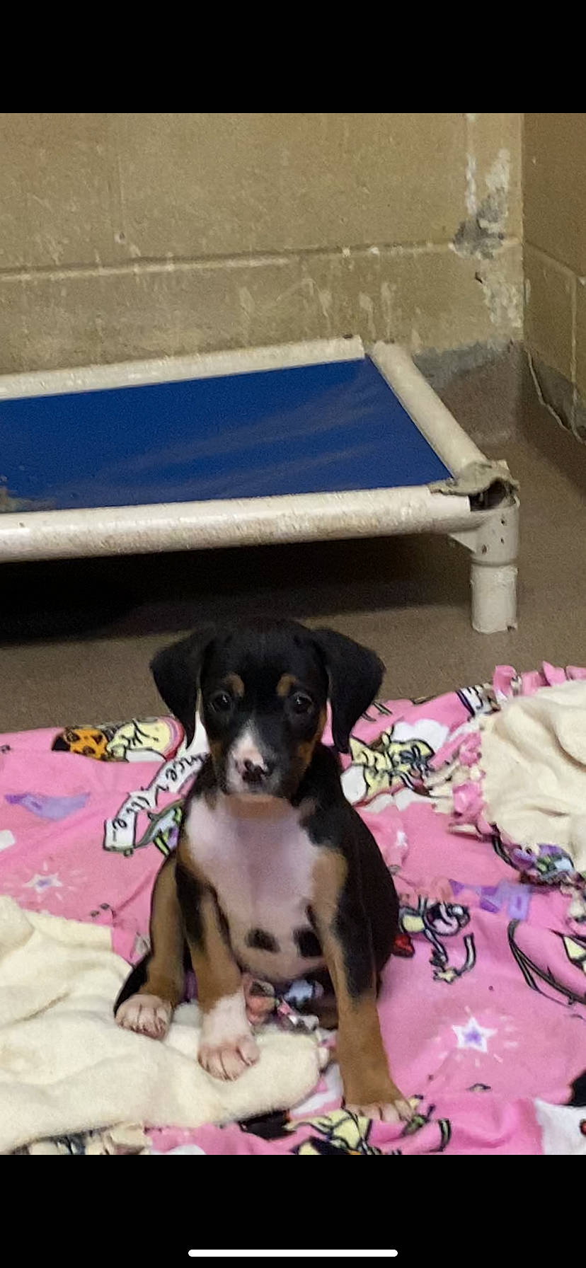 Mya joined the competition — help win amazing prizes! canidae, carnivore, comfort, companion_dog, dog, dog_breed, flooring, paw, sporting_group, toy_dog, working_animal, working_dog