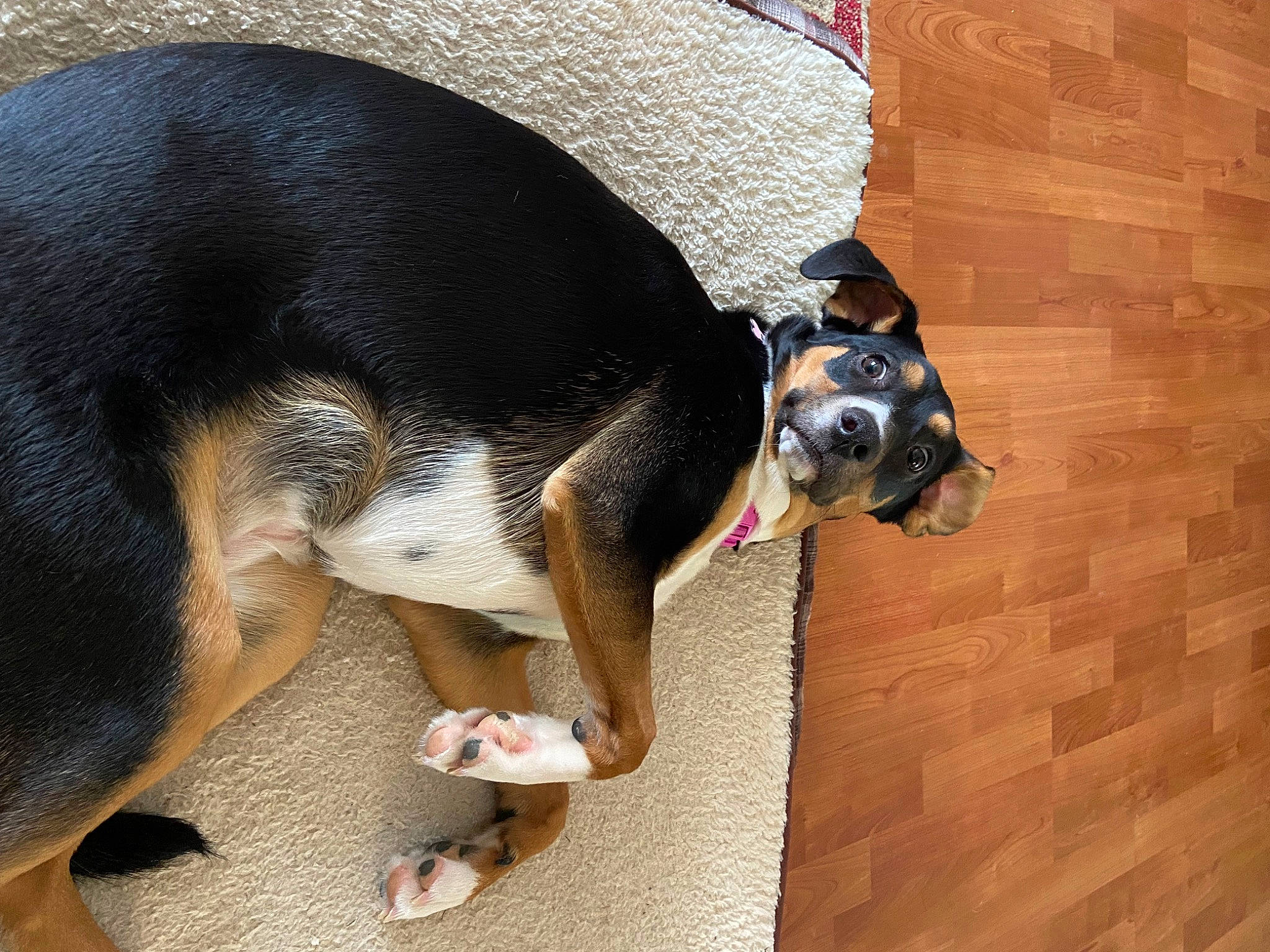Mya joined the competition — help win amazing prizes! canidae, carnivore, collar, companion_dog, dog, dog_breed, dog_collar, dog_supply, fawn, flooring, hardwood, paw, pet_supply, scent_hound, snout, sporting_group, tail, wood, working_animal, working_dog