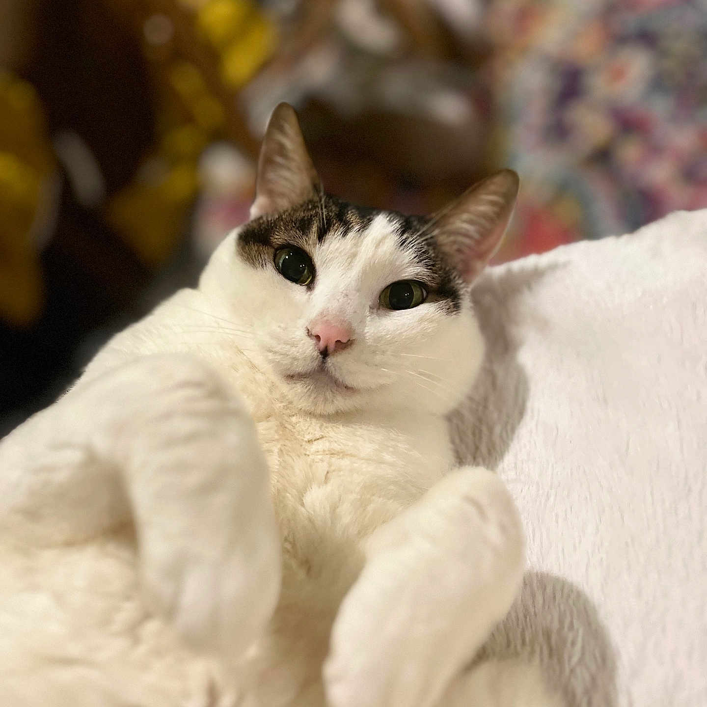 George joined the competition — help win amazing prizes! cat, white_cat, relaxed, fluffy, close_up, indoor, pet, animal, curious_eyes, soft_texture, lying_down, pink_nose, whiskers, blurred_background, cozy, portrait, feline, domestic_animal, cute, comfortable