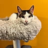 George is registered to the contest to win money with this photo: cat, fluffy_bed, pet, relaxed, green_eyes, indoor, orange_background, feline, closeup, cute, animal, resting, soft_texture, comfortable, domestic_cat, fur, whiskers, ears, face, portrait