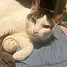 George joined the competition — help win amazing prizes! cat, animal, pet, baseball, white_fur, tabby, paw, resting, indoor, blanket, fabric, cozy, cute, sleepy, relaxed, fur, whiskers, closeup, face, lying_down