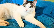 George is registered to the contest to win money with this photo: cat, white_cat, black_spots, indoor, blue_blanket, relaxed, feline, pet, animal, cozy, resting, green_eyes, fur, portrait, domestic_cat, closeup, soft_texture, comfortable, laying_down, home