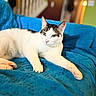 cat, white_cat, black_spots, indoor, blue_blanket, relaxed, feline, pet, animal, cozy, resting, green_eyes, fur, portrait, domestic_cat, closeup, soft_texture, comfortable, laying_down, home