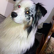 Sonik a rejoint le concours — aidez-le/la à gagner de superbes lots ! dog, indoor, fluffy, black_and_white, red_eye, pet, canine, fur, floor, chair, clothing, household, curious, sitting, portrait, domestic, animal, furniture, looking, companion