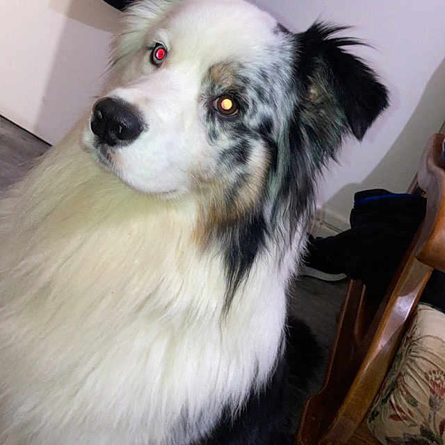 Sonik a rejoint le concours — aidez-le/la à gagner de superbes lots ! animal, black_and_white, canine, chair, clothing, companion, curious, dog, domestic, floor, fluffy, fur, furniture, household, indoor, looking, pet, portrait, red_eye, sitting