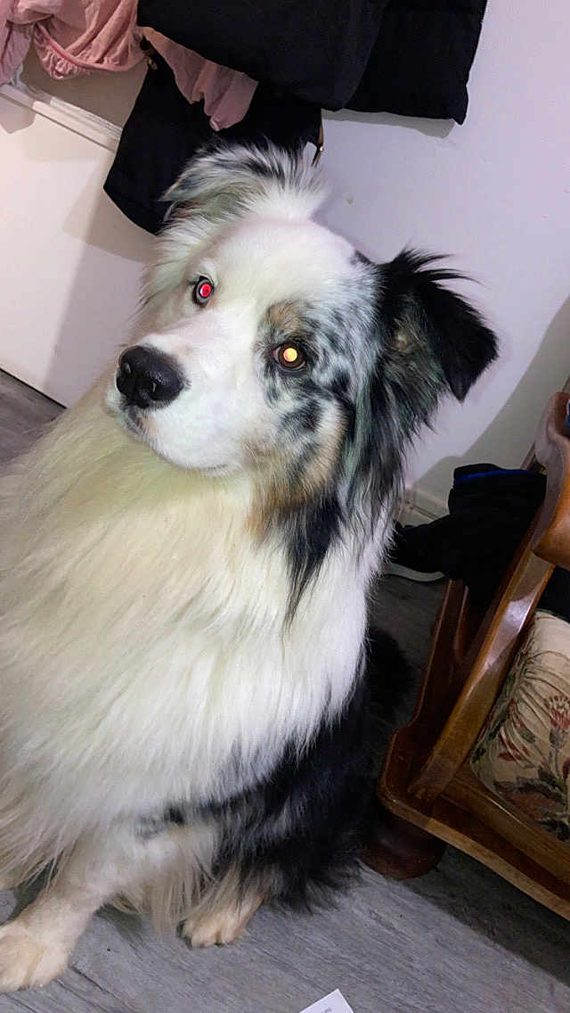 Sonik a rejoint le concours — aidez-le/la à gagner de superbes lots ! dog, indoor, fluffy, black_and_white, red_eye, pet, canine, fur, floor, chair, clothing, household, curious, sitting, portrait, domestic, animal, furniture, looking, companion