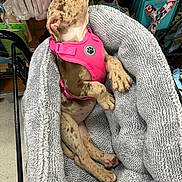 Valentina is registered to the contest to win money with this photo: puppy, dog, pink_harness, blanket, basket, store, pet_accessories, relaxed, spotted_puppy, fur, paws, canine, indoor, shopping_cart, sitting, looking_up, cozy, animal, pet, young_dog