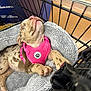 Valentina joined the competition — help win amazing prizes! puppy, dog, sleeping, pink_harness, shopping_cart, bed, cozy, spotted, paw, fur, pet, resting, indoors, closeup, cute, animal, canine, relaxed, shopping, blanket