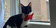 Bouh a rejoint le concours — aidez-le/la à gagner de superbes lots ! alert, animal, black_and_white, bow_tie, brick_wall, cat, close_up, curious, curtain, decor, domestic, feline, indoor, marble, natural_light, pet, screen, standing, window, windowsill