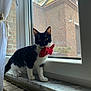 alert, animal, black_and_white, bow_tie, brick_wall, cat, close_up, curious, curtain, decor, domestic, feline, indoor, marble, natural_light, pet, screen, standing, window, windowsill