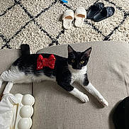 Bouh participe au concours pour gagner de l'argent avec cette photo : animal, black_and_white, bow, carpet, cat, couch, cozy, feline, fur, home, indoor, mammal, paws, pet, relaxed, resting, slippers, tissue_box, whiskers, yellow_eyes
