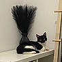 Bouh a rejoint le concours — aidez-le/la à gagner de superbes lots ! black_and_white, cat, curious, decor, domestic_animal, dried_plants, feline, furniture, home_interior, indoor, minimalist, pet, quiet, relaxed, resting, shelf, storage_basket, vase, wooden_ladder, yellow_eyes