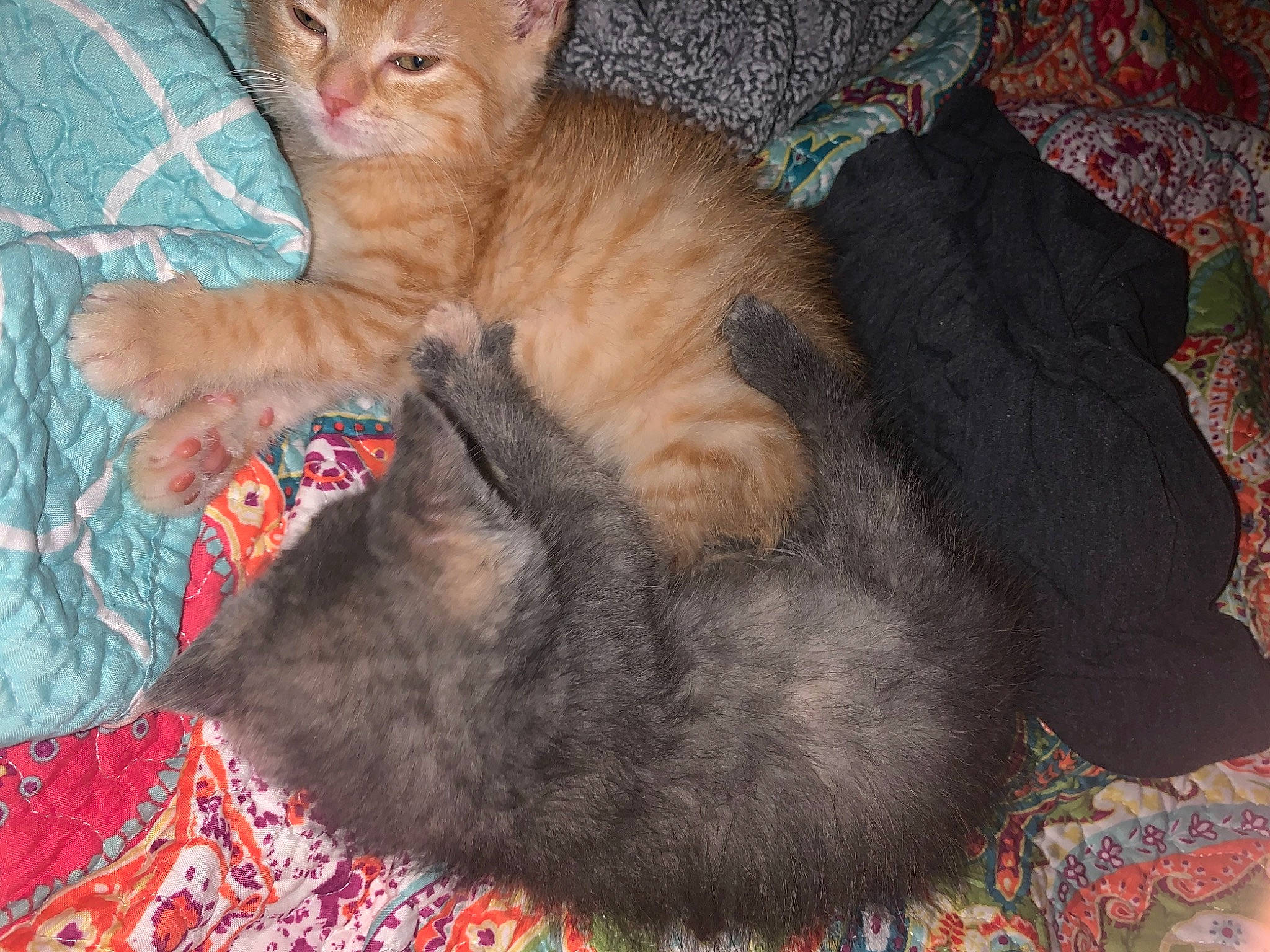 Cinnamon is registered to the contest to win money with this photo: carnivore, cat, cat_bed, cat_supply, claw, comfort, domestic_short_haired_cat, fawn, felidae, fur, nap, paw, small_to_medium_sized_cats, snout, tail, terrestrial_animal, whiskers