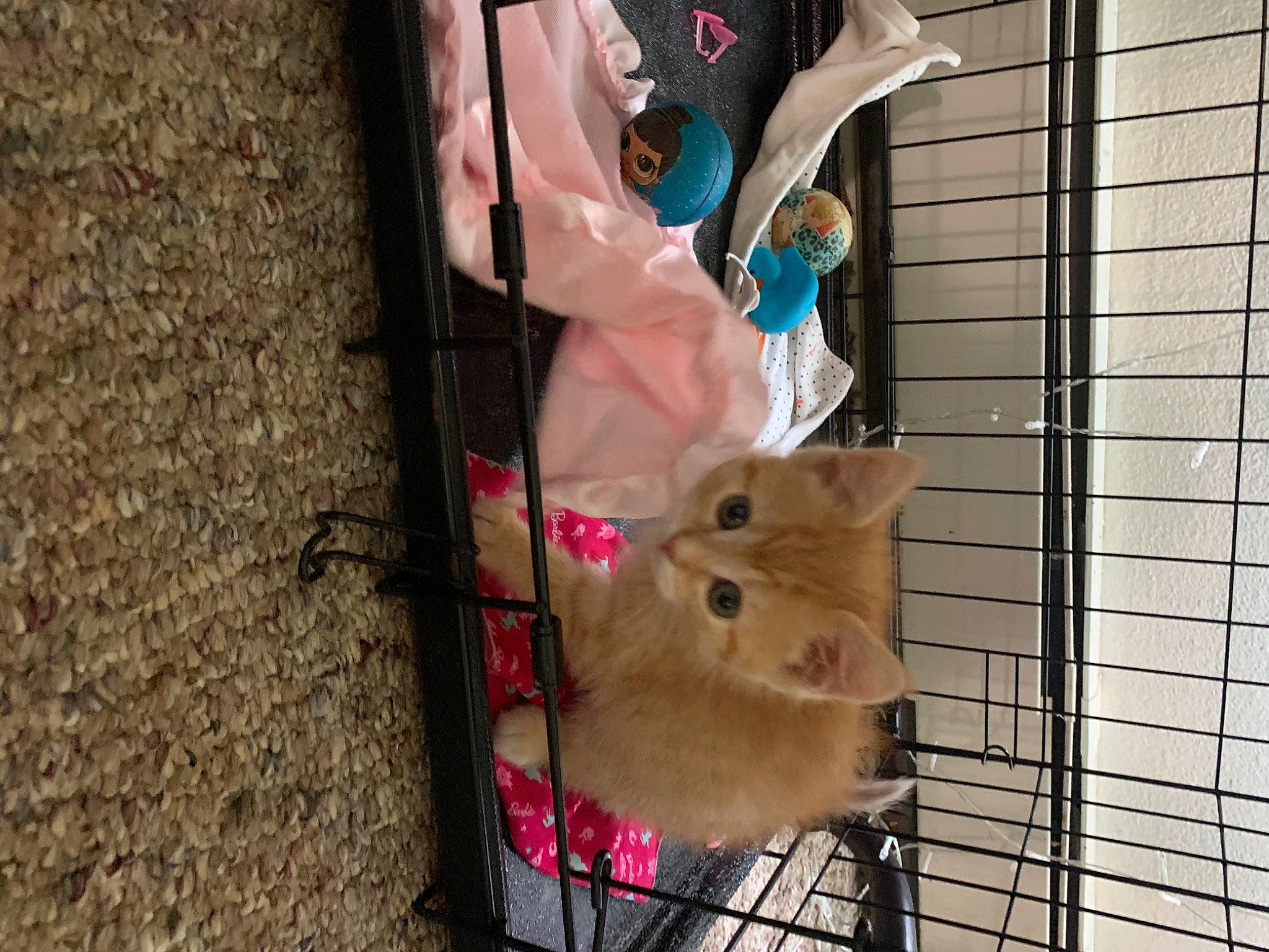 Cinnamon is registered to the contest to win money with this photo: animal_shelter, cage, canidae, carnivore, companion_dog, dog_breed, fawn, felidae, fur, hamster, mouse, muroidea, pet_supply, rodent, small_to_medium_sized_cats, snout, sporting_group, tail, whiskers, wood
