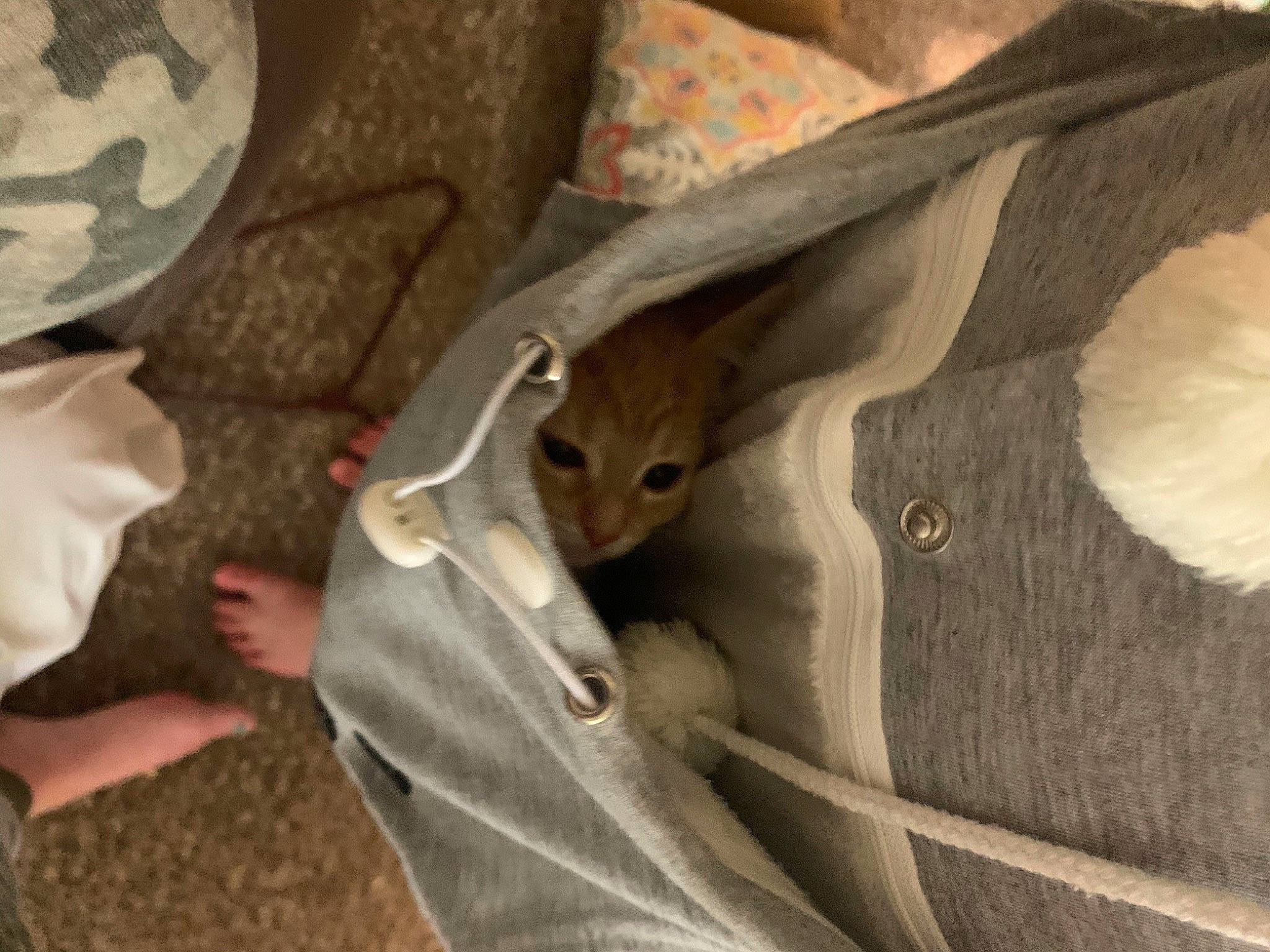 Cinnamon is registered to the contest to win money with this photo: carnivore, cat, chair, comfort, domestic_short_haired_cat, fawn, felidae, fur, hardwood, room, small_to_medium_sized_cats, terrestrial_animal, tree, whiskers, wildlife, wood