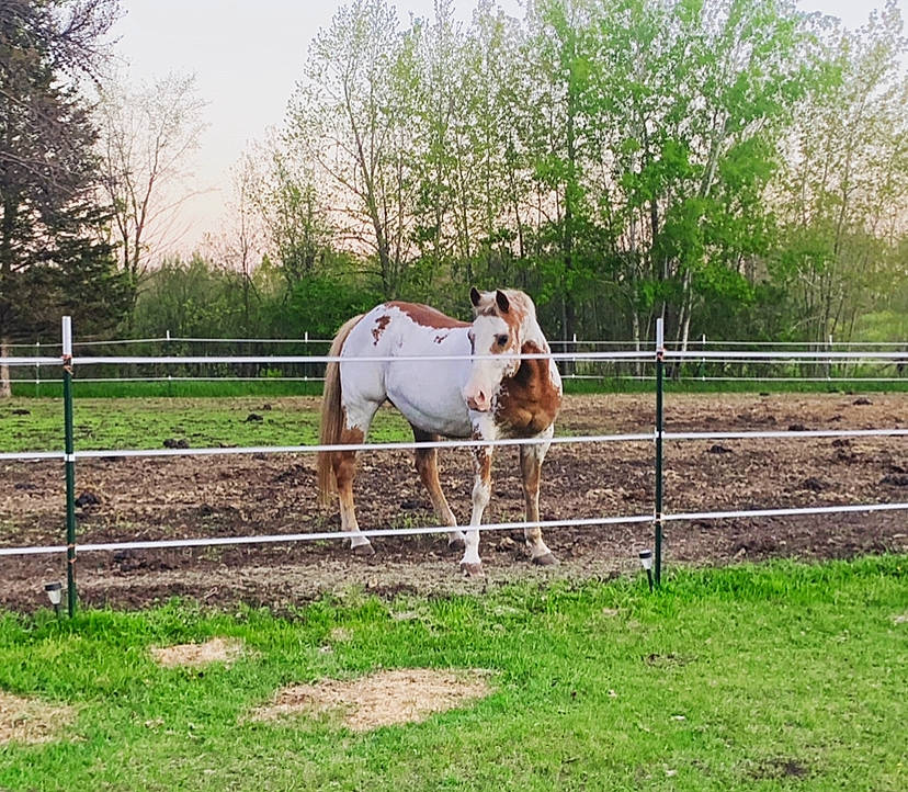 Rumor joined the competition — help win amazing prizes! bridle, fawn, fence, grass, grassland, grazing, horse, horse_supplies, horse_tack, landscape, liver, mane, pack_animal, plant, sky, sorrel, split_rail_fence, terrestrial_animal, tree, working_animal