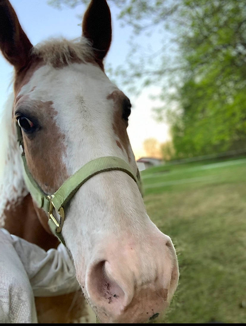 Rumor is registered to the contest to win money with this photo: bit, bridle, eye, grass, head, horse, horse_supplies, horse_tack, human_body, landscape, liver, livestock, mane, pack_animal, rein, sky, snout, sorrel, tree, working_animal
