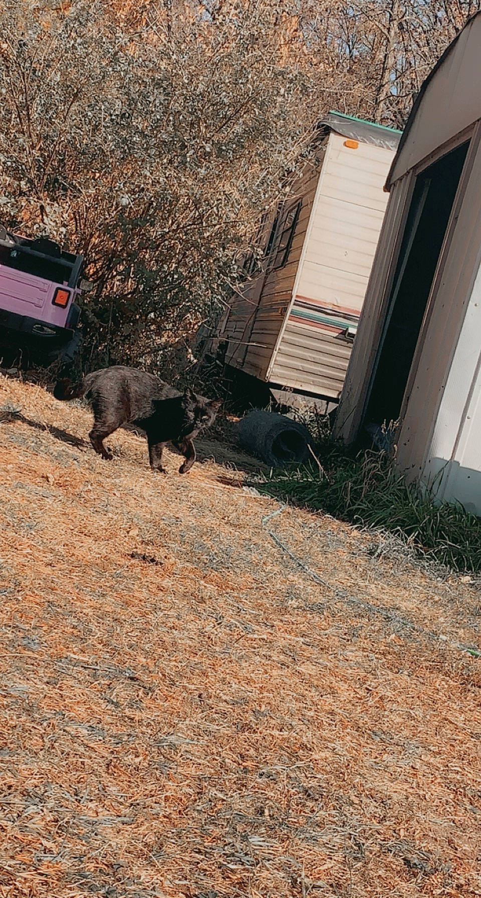 Binks is registered to the contest to win money with this photo: asphalt, carnivore, deciduous, dog, dog_breed, felidae, grass, landscape, plant, road, road_surface, shade, shadow, sidewalk, snout, soil, tail, terrestrial_animal, tints_and_shades, wood