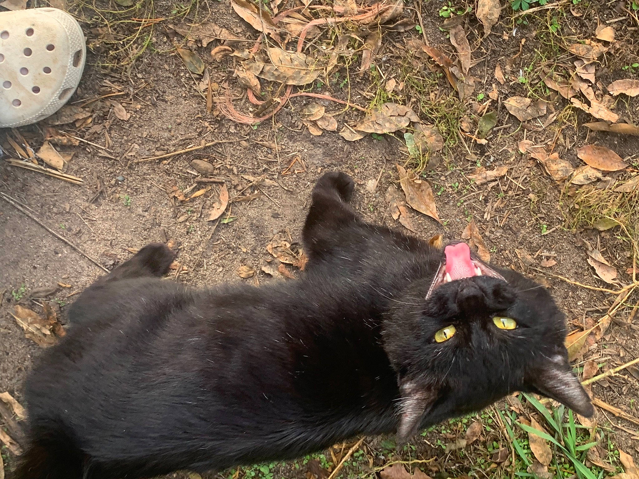 Binks is registered to the contest to win money with this photo: black, black_cat, carnivore, cat, domestic_short_haired_cat, felidae, fur, grass, green, leaf, light, mammal, nature, organism, plant, small_to_medium_sized_cats, tail, terrestrial_animal, vertebrate, whiskers