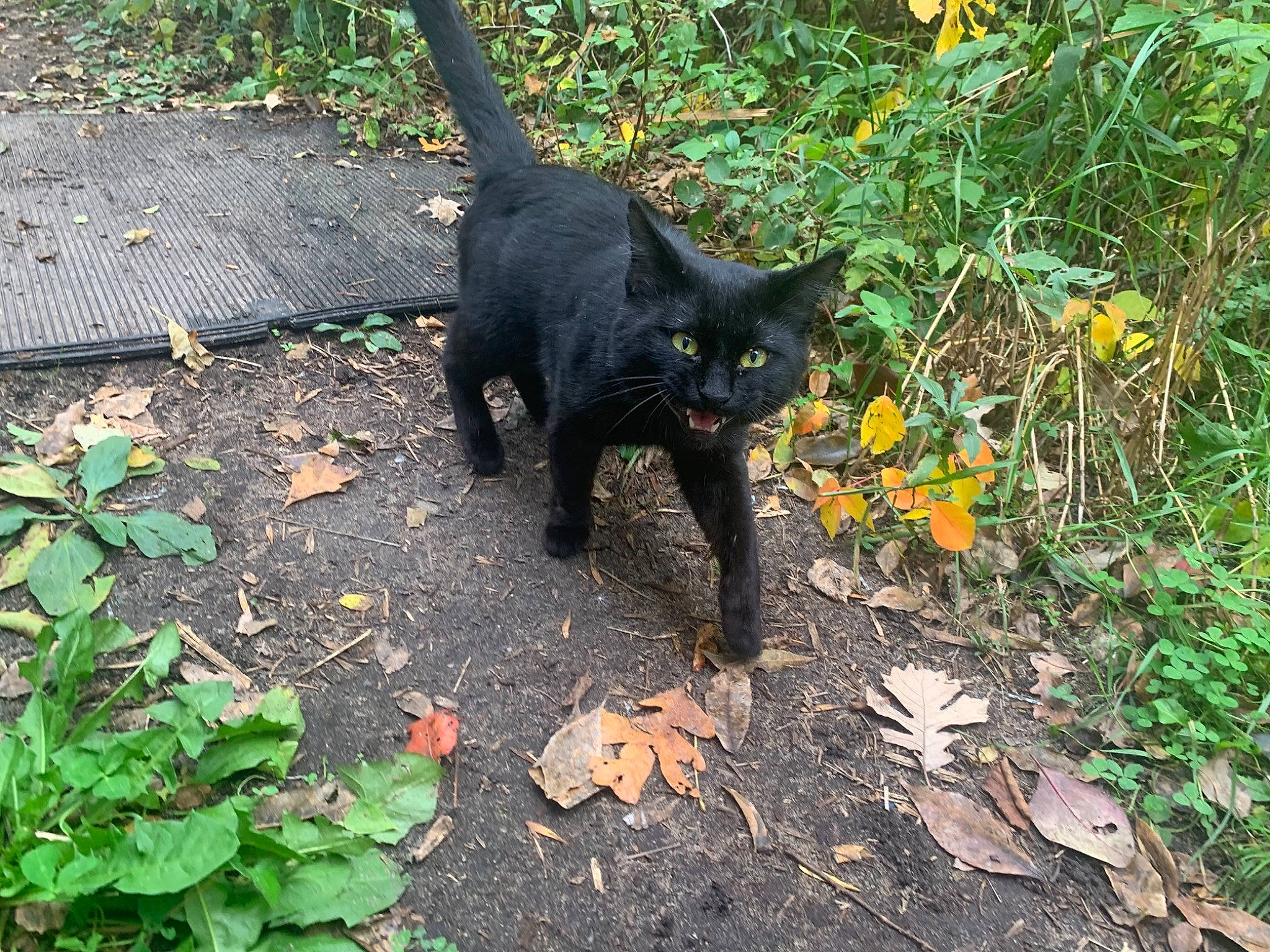 Binks joined the competition — help win amazing prizes! black_cat, bombay, carnivore, cat, dog_breed, domestic_short_haired_cat, felidae, fur, grass, groundcover, leaf, plant, road_surface, small_to_medium_sized_cats, snout, soil, tail, terrestrial_animal, terrestrial_plant, whiskers