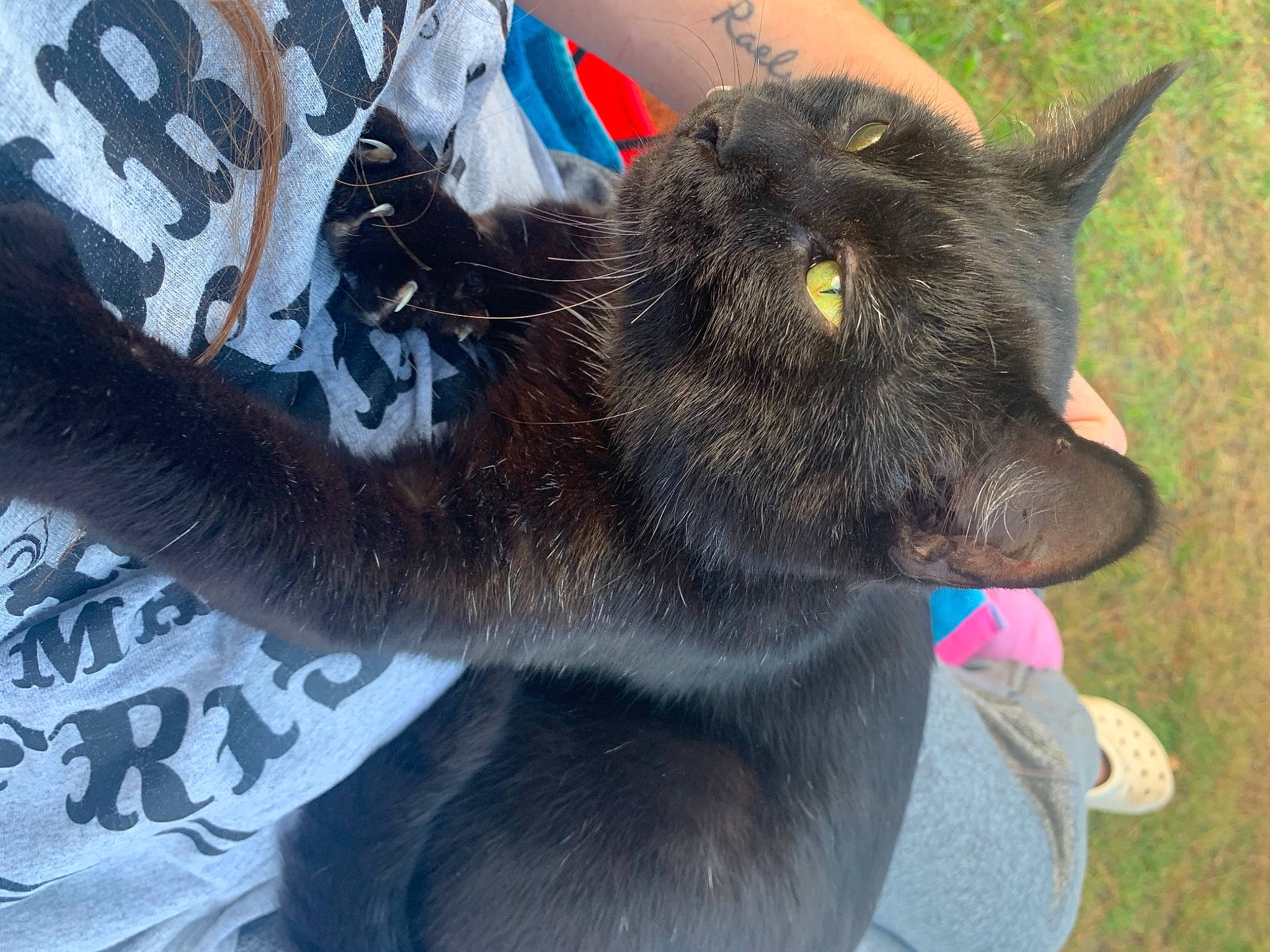 Binks is registered to the contest to win money with this photo: black_cat, carnivore, cat, chartreux, claw, collar, domestic_short_haired_cat, felidae, fur, grass, paw, plant, small_to_medium_sized_cats, snout, tail, terrestrial_animal, whiskers