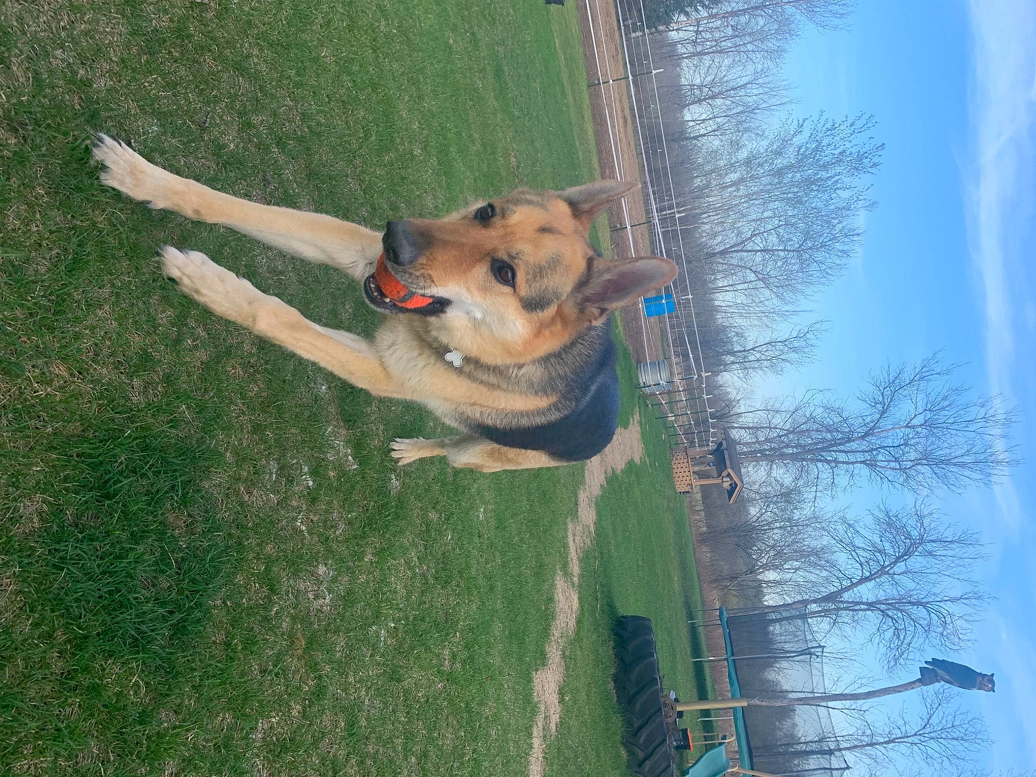 Meeko is registered to the contest to win money with this photo: canidae, carnivore, cloud, collar, companion_dog, dog, dog_breed, fawn, fun, grass, leisure, plant, sky, sporting_group, tail, tree, water, wood, working_animal, working_dog