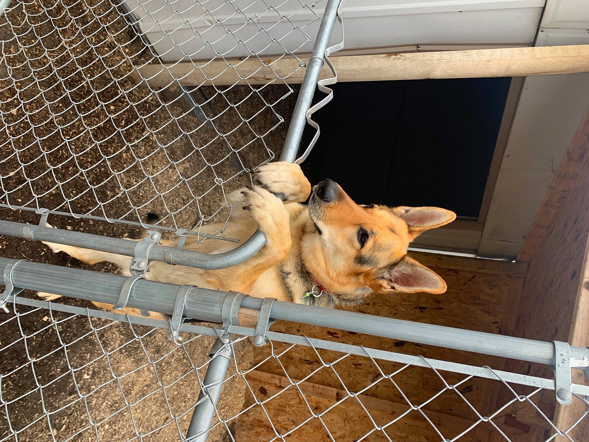 Meeko joined the competition — help win amazing prizes! animal_shelter, cage, canidae, carnivore, chain_link_fencing, dog, dog_breed, fawn, fence, mammal, mesh, metal, pet_supply, service, snout, terrestrial_animal, vertebrate, wildlife, wire_fencing, wood