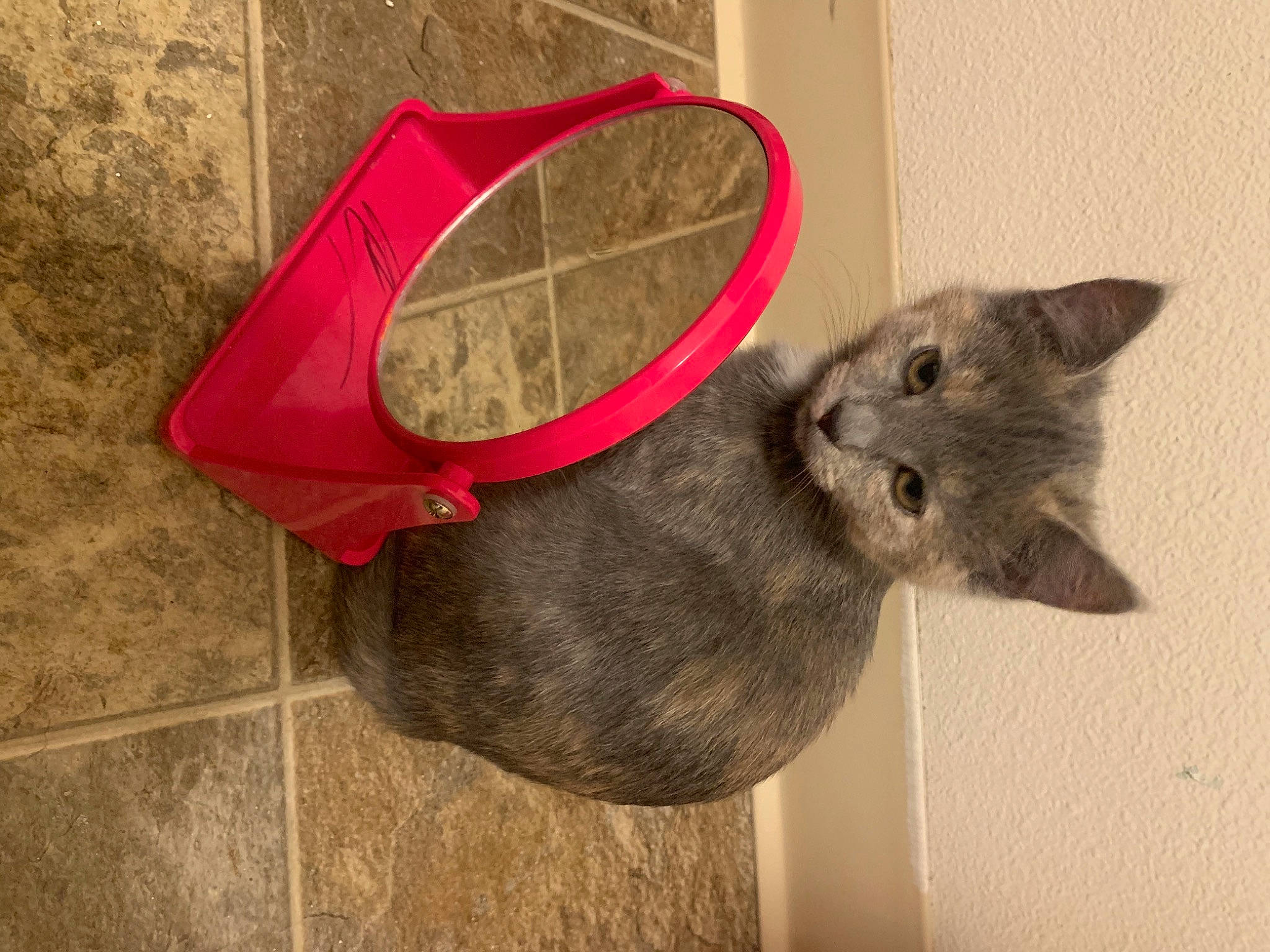 Tink joined the competition — help win amazing prizes! bag, baggage, carmine, carnivore, cat, domestic_short_haired_cat, fashion_accessory, fawn, felidae, fur, grey, luggage_and_bags, mammal, russian_blue, small_to_medium_sized_cats, tail, terrestrial_animal, whiskers