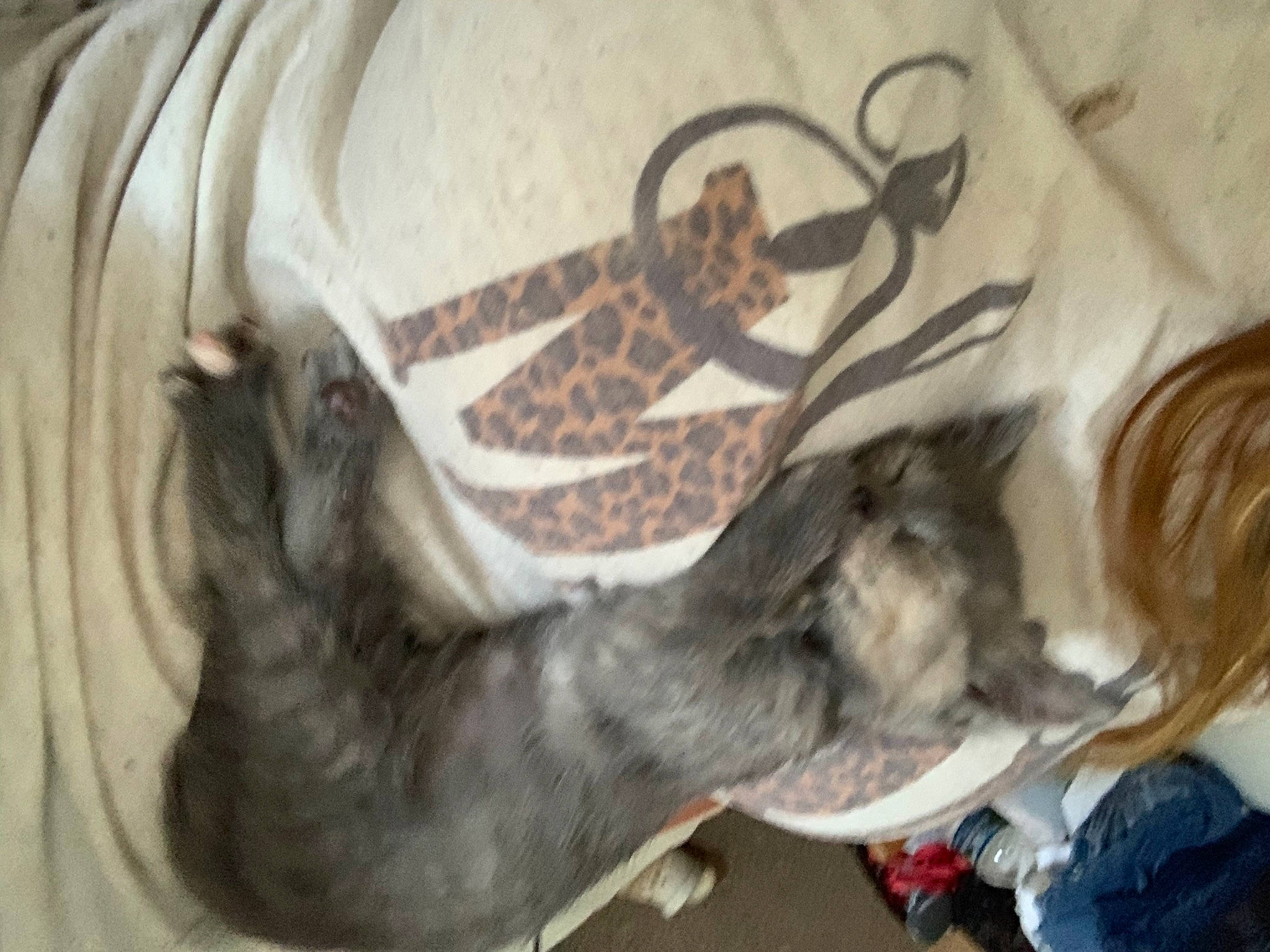 Tink is registered to the contest to win money with this photo: art, comfort, feather, felidae, flooring, font, foot, fur, grey, human_leg, sleeve, sporting_group, tail, temporary_tattoo, textile, vertebrate, visual_arts, wing, wood, wrist