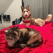 Togo a rejoint le concours — aidez-le/la à gagner de superbes lots ! animal, bed, blanket, blue_eyes, calico_cat, cat, collar, curtain, dog, drying_rack, fur, husky, indoor, pet, red_blanket, relaxing, resting, room, sleepy, suitcase