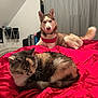 animal, bed, blanket, blue_eyes, calico_cat, cat, collar, curtain, dog, drying_rack, fur, husky, indoor, pet, red_blanket, relaxing, resting, room, sleepy, suitcase