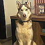 Togo a rejoint le concours — aidez-le/la à gagner de superbes lots ! animal, blue_eyes, canine, collar, companion, dog, face, fur, furniture, home, husky, indoor, looking, mammal, pet, photograph, portrait, sitting, tile_floor, wood