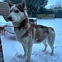 Togo participe au concours pour gagner de l'argent avec cette photo : animal, backyard, blue_eyes, canine, cold, daylight, dog, fence, fur, grass, mammal, nature, outdoor, pet, quiet, siberian_husky, snow, standing, tree, winter
