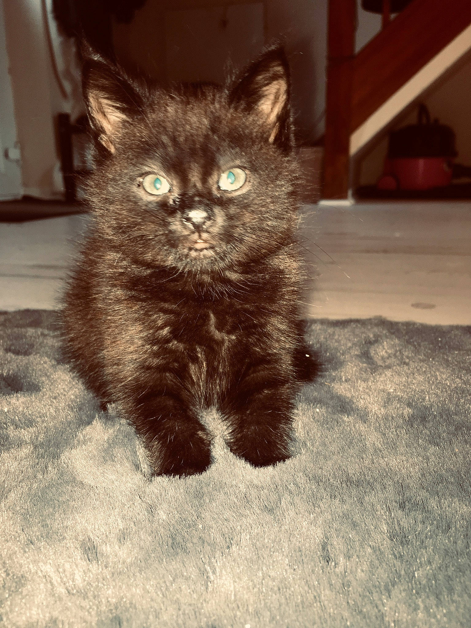 Dorothy is registered to the contest to win money with this photo: asian, asian_semi_longhair, black_cat, british_semi_longhair, carnivore, cat, cymric, domestic_long_haired_cat, domestic_short_haired_cat, eye, fawn, felidae, fur, kitten, maine_coon, mammal, small_to_medium_sized_cats, snout, vertebrate, whiskers