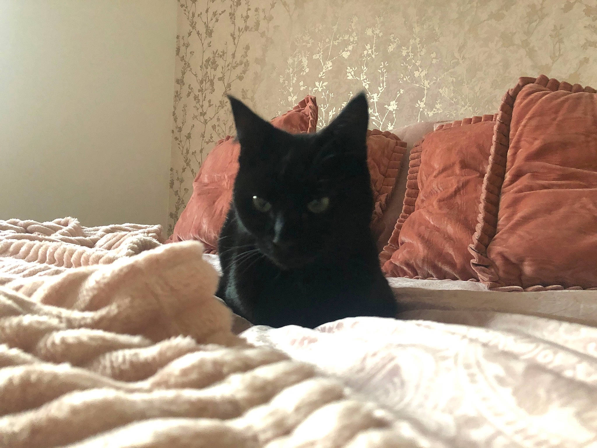 Dorothy joined the competition — help win amazing prizes! asian, bed, black, black_cat, carnivore, cat, comfort, domestic_short_haired_cat, ear, felidae, fur, furniture, kitten, linens, room, small_to_medium_sized_cats, snout, whiskers