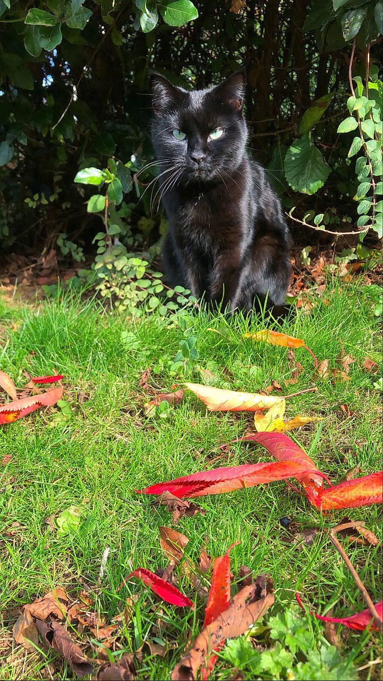 Dorothy is registered to the contest to win money with this photo: black_cat, carnivore, cat, chartreux, domestic_short_haired_cat, felidae, garden, grass, lawn, plant, small_to_medium_sized_cats, tail