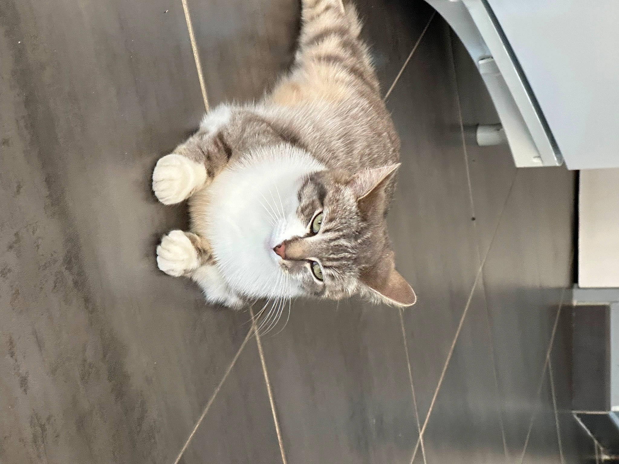 Praline a rejoint le concours — aidez-le/la à gagner de superbes lots ! automotive_exterior, carnivore, cat, claw, domestic_short_haired_cat, felidae, fur, paw, rope, small_to_medium_sized_cats, snout, tail, vehicle, vehicle_door, whiskers, wildlife, window, wood