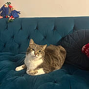 Praline a rejoint le concours — aidez-le/la à gagner de superbes lots ! cat, tabby, white_paws, couch, teal_couch, plush_furniture, indoor, pet, relaxed, feline, whiskers, ears, dolls, elf_dolls, holiday_decor, soft_texture, seated, looking_at_camera, home_interior, cute