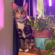 Lotus is registered to the contest to win money with this photo: cat, tabby, plant, potted_plant, wooden_surface, indoor, collar, bell, green_leaves, purple_light, pet, animal, feline, sitting, curious, houseplant, decor, closeup, domestic_cat, cozy