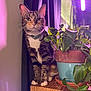 cat, tabby, plant, potted_plant, wooden_surface, indoor, collar, bell, green_leaves, purple_light, pet, animal, feline, sitting, curious, houseplant, decor, closeup, domestic_cat, cozy