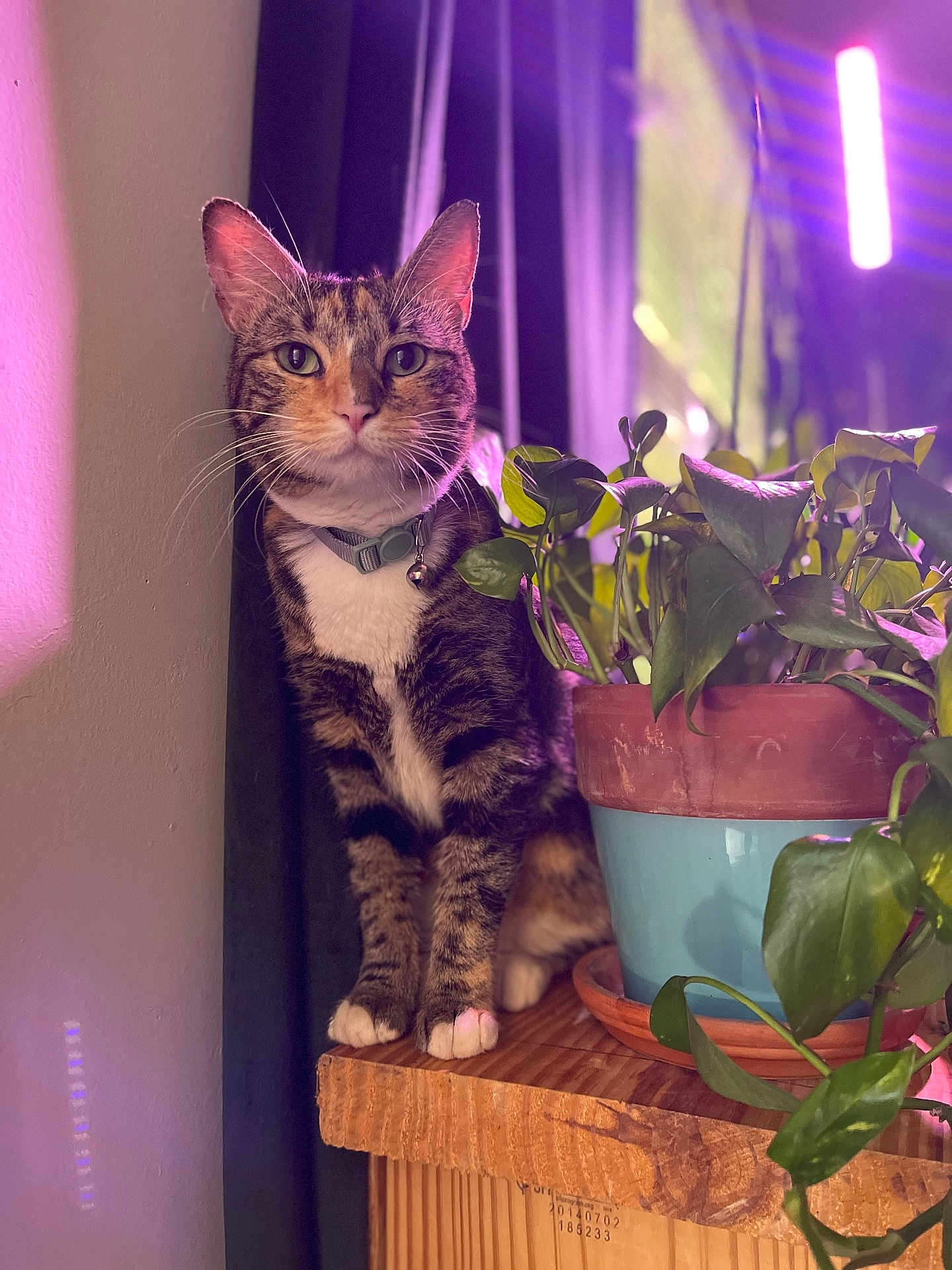 Lotus is registered to the contest to win money with this photo: cat, tabby, plant, potted_plant, wooden_surface, indoor, collar, bell, green_leaves, purple_light, pet, animal, feline, sitting, curious, houseplant, decor, closeup, domestic_cat, cozy