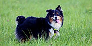 Montana participe au concours pour gagner de l'argent avec cette photo : animal, canine, closeup, daylight, dog, field, fur, grass, greenery, happy, leisure, mammal, nature, outdoor, pet, playful, portrait, summer, tongue_out, walking