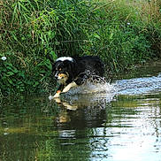 Montana participe au concours pour gagner de l'argent avec cette photo : animal, canine, daylight, dog, fur, grass, greenery, motion, nature, outdoor, park, playful, reflection, river, running, splash, stream, summer, water, wet