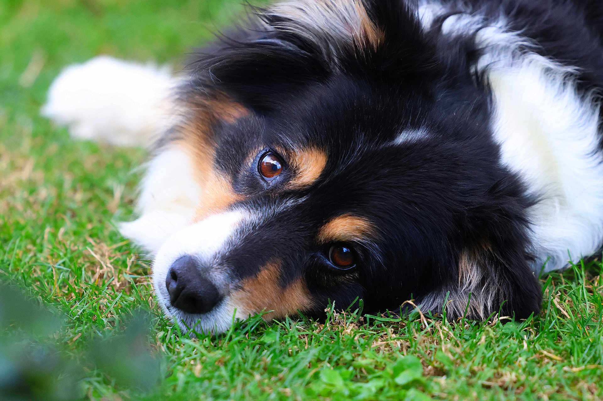Montana a rejoint le concours — aidez-le/la à gagner de superbes lots ! animal, black_fur, brown_fur, canine, close_up, dog, ears, eyes, fur, grass, lying_down, muzzle, nature, nose, outdoor, pet, portrait, relaxed, resting, white_fur